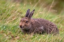 Mountain Hare lying,feeding in grasses. Sept. '11.