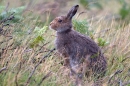 Mountain Hare sat up in grasses and burnt heather. Sept. '11.