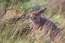 Mountain Hare in grasses and burnt heather. Sept. '11.