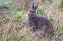 Mountain Hare sat up feeding in grasses and burnt heather. Sept. '11.