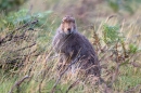 Mountain Hare facing,sat up feeding in grasses and burnt heather. Sept. '11.