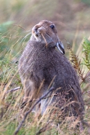 Mountain Hare sat,looking up,feeding in grasses and burnt heather. Sept. '11.