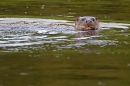 Otter head 5. Sept. '11.