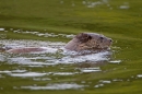 Otter swimming upstream. Sept. '11.