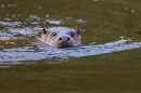 Otter head,facing. Sept. '11.