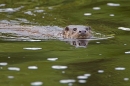 Otter swimming towards me 2. Sept. '11.