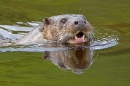 Otter head 1. Sept. '11.