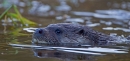 Otter,close up 2. Winter '11.
