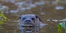 Otter,close up 1. Winter '11.