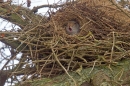 Grey Squirrel in drey,yawning. Mar '12.