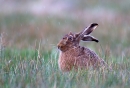 Brown Hare sat in the rain. Apr '12.