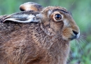 Brown Hare,close up. Apr '12.