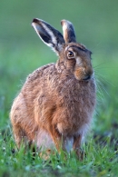 Brown Hare sat upright. Apr '12.