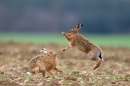 Brown Hares boxing 6. Apr '12.