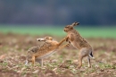 Brown Hares boxing 5. Apr '12.