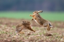 Brown Hares boxing 4. Apr '12.