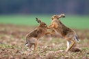 Brown Hares boxing 3. Apr '12.