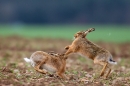 Brown Hares boxing 2. Apr '12.