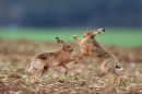 Brown Hares boxing 1. Apr '12.