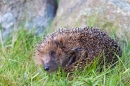 Hedgehog,uncurling. May '12.