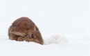Rabbit in snow 2. Mar.'13