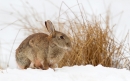 Rabbit in snow 1. Mar.'13.