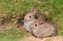 2 young Rabbits. May.'13.
