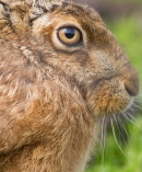 Brown Hare,close up 2. May.'13.
