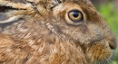 Brown Hare,close up 1. May.'13.
