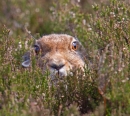 Mountain Hare close up,in heather. Jun.'13.