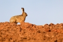 Brown Hare on red soil ridge. Mar. '15.
