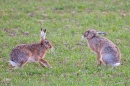 2 Brown Hares facing up. Mar. '15.