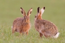 Brown Hares confrontation. Apr. '15.