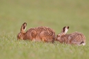 2 Brown Hares, m sniffing f. Apr. '15.