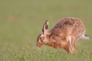 Brown Hare running. Apr. '15.