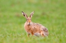 Brown Hare,big ears. Apr. '15.