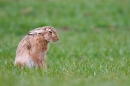 Brown Hare,fed up. Apr. '15.