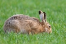 Brow Hare feeding. Apr. '15.