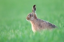Brown Hare in the evening. Apr. '15.