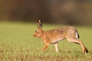 Brown Hare on the move 3. Apr. '15.