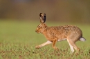 Brown Hare on the move 2. Apr. '15.