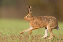 Brown Hare on the move 1. Apr. '15.