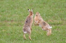 Brown Hares sparring. Apr. '15.