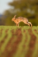 Brown Hare stretching on crop field ridge. Apr. '15.