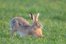 Brown Hare stretching forward 1. Apr. '15.