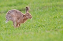 Brown Hare running in crop field. Apr. '15.