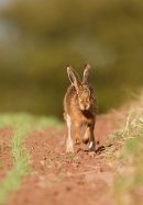 Brown Hare running down fieldside. Apr. '15.