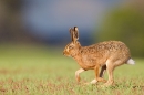 Brown Hare running 3. Apr. '15.