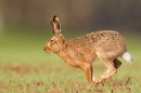 Brown Hare running 2. Apr. '15.