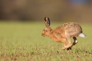 Brown Hare running 1. Apr. '15.